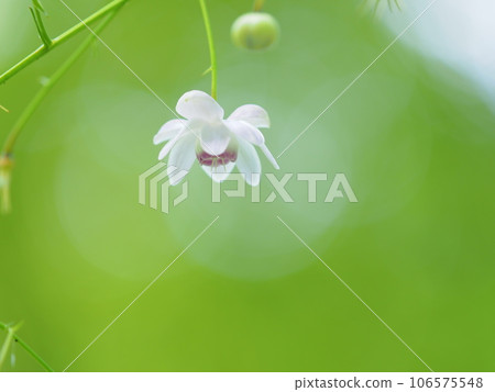 Takino Suzuran Hillside Park Forest Fairy Rengeshouma Takino Suzuran Hillside Park Forest Fairy Rengeshouma 106575548