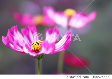 漂亮的粉紅色波斯菊 106575556