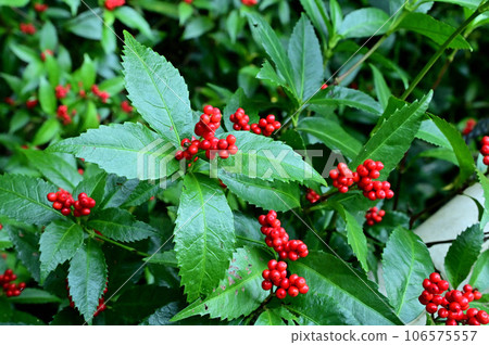Senryo in Taimadera Seinan-in garden 106575557