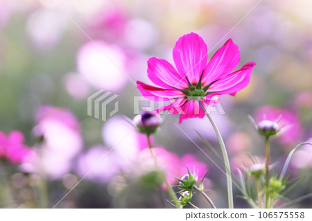 漂亮的粉紅色波斯菊 106575558