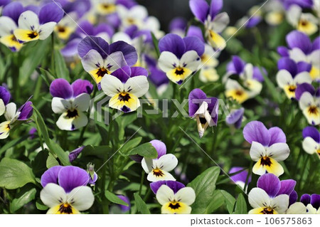 Sansiki Violet Pansy Sansiki Violet Pansy 106575863