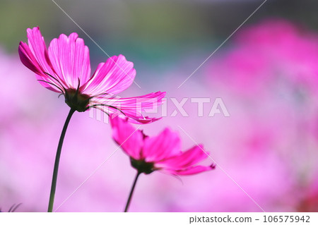 Beautiful pink cosmos flowers 106575942
