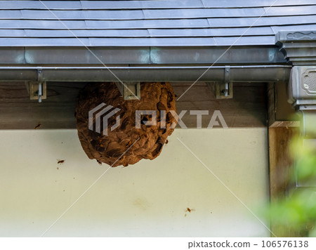 麻雀蜂窩 106576138