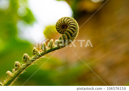熱帶植物 106576158