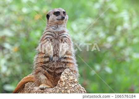 狐獴 狐獴 106576184