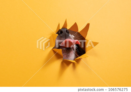 Licking dog jack russell terrier broke orange cardboard background with his nose. Licking dog jack russell terrier broke orange cardboard background with his nose. 106576275