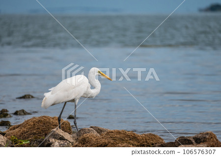 White egret (Great Egret) searching for food at the waterside 106576307