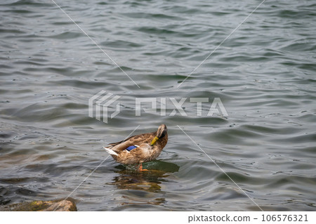 Margamo of Lake Biwa 106576321