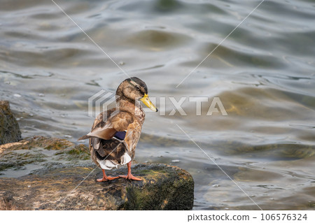琵琶湖的Margamo 琵琶湖的Margamo 106576324