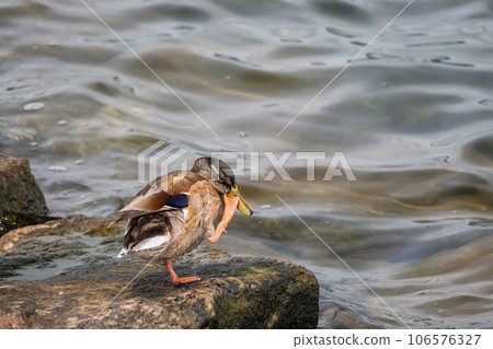 琵琶湖的Margamo 琵琶湖的Margamo 106576327