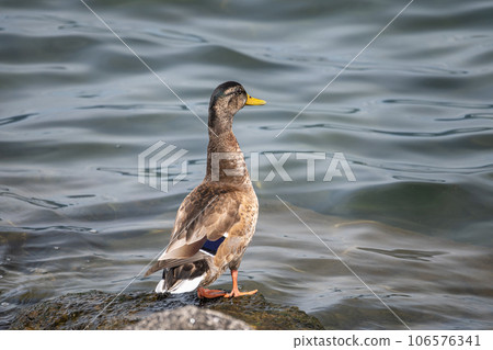 Margamo of Lake Biwa Margamo of Lake Biwa 106576341