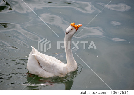 Geese in Lake Biwa Otsu Port 106576343