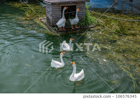 琵琶湖大津港的鵝 106576345