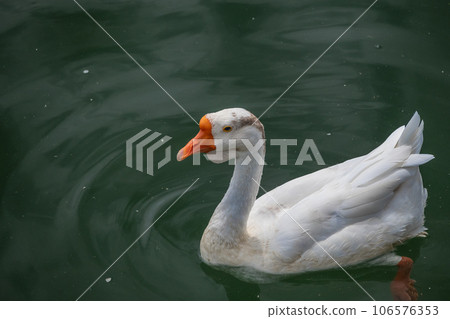 Geese in Lake Biwa Otsu Port 106576353