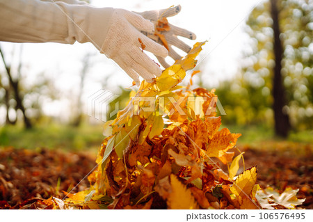 Close Up Of a male hand Raking Autumn Leaves In Garden. Autumn garden works. 106576495