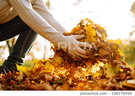 Close Up Of a male hand Raking Autumn Leaves In Garden. Autumn garden works. 106576499
