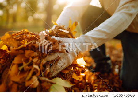 Close Up Of a male hand Raking Autumn Leaves In Garden. Autumn garden works. Close Up Of a male hand Raking Autumn Leaves In Garden. Autumn garden works. 106576500