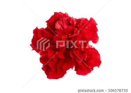 Double deep carmine, Hibiscus rosa-sinensis evergreen hibiscus Mrs George Davis isolated on white. Double deep carmine, Hibiscus rosa-sinensis evergreen hibiscus Mrs George Davis isolated on white. 106576735