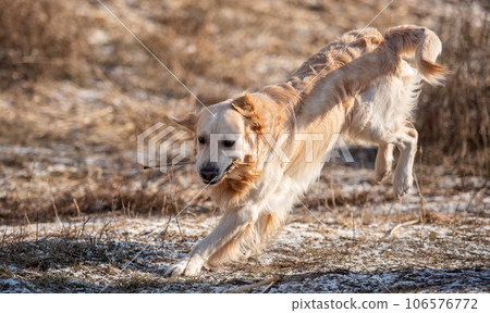 Golden retriever dog outdoors 106576772