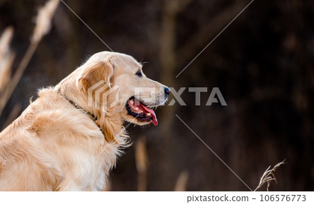 Golden retriever dog outdoors 106576773