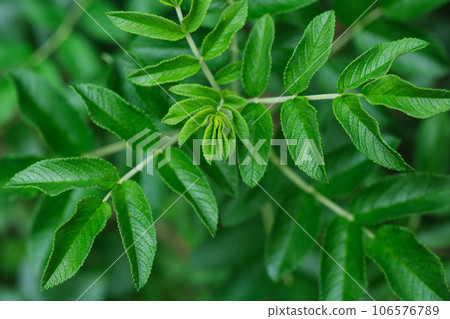 Vibrant summer leaves of hamanasu Vibrant summer leaves of hamanasu 106576789