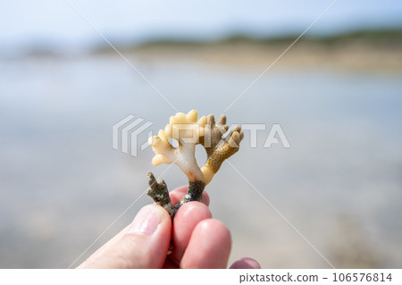 珊瑚碎片 106576814