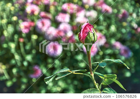 A bud of a growing red garden rose on a fuzzy floral background. 106576826