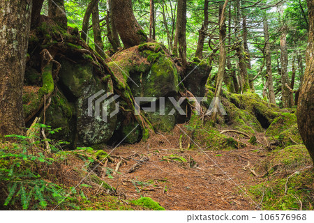 [Vitality] A tree that lives on a huge rock [Shirakoma Pond] 106576968