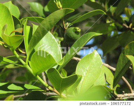 熱帶水果未成熟番石榴果 熱帶水果未成熟番石榴果 106577172