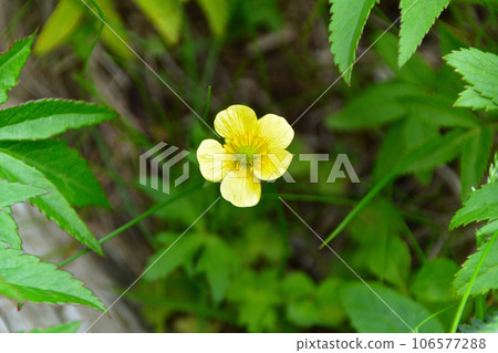 Kijimushiro Kijimushiro 106577288