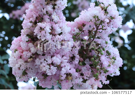 Roadside crape myrtle closeup Roadside crape myrtle closeup 106577517