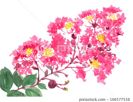 紫薇畫水彩23905pix7 106577538