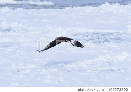 白尾鷹飛越鄂霍次克海流冰 106578200