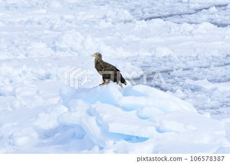 White-tailed eagle standing on the drift ice of the Sea of Okhotsk White-tailed eagle standing on the drift ice of the Sea of Okhotsk 106578387
