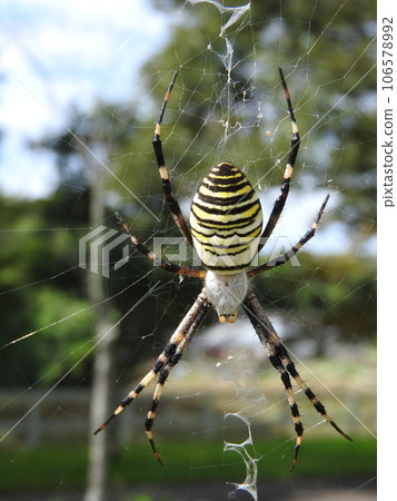 "Female long-tailed spider" waits for prey in the middle of the nest "Female long-tailed spider" waits for prey in the middle of the nest 106578992