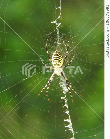 "Female long-tailed spider" waits for prey in the middle of the nest "Female long-tailed spider" waits for prey in the middle of the nest 106578993