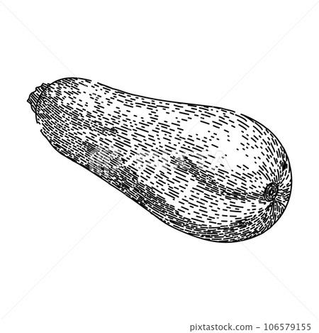 healthy marrow vegetable sketch hand drawn vector 106579155