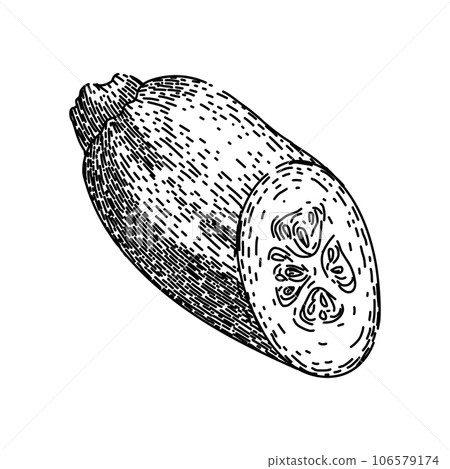 organic marrow vegetable sketch hand drawn vector 106579174
