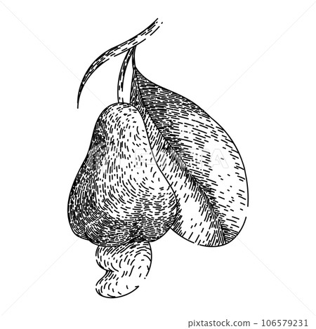 snack cashew nut sketch hand drawn vector 106579231