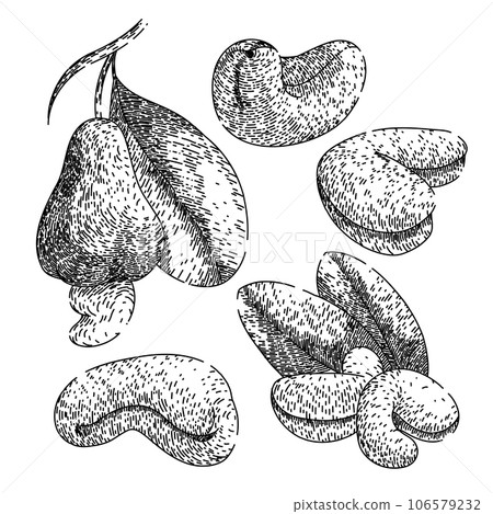cashew nut set sketch hand drawn vector 106579232