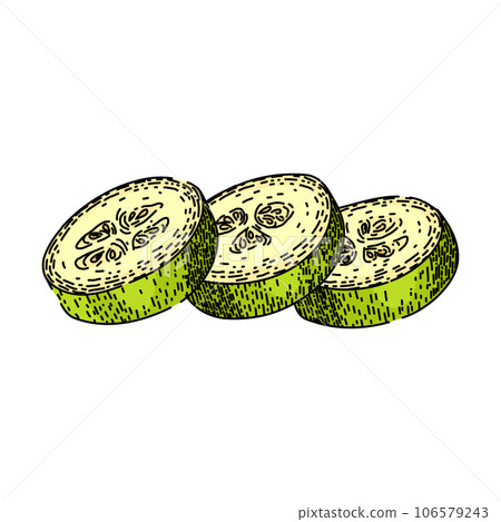 green marrow vegetable sketch hand drawn vector green marrow vegetable sketch hand drawn vector 106579243