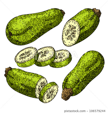 marrow vegetable set sketch hand drawn vector marrow vegetable set sketch hand drawn vector 106579244