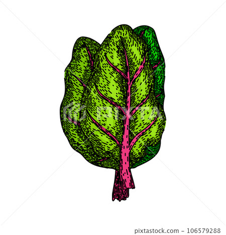 mangold chard sketch hand drawn vector 106579288