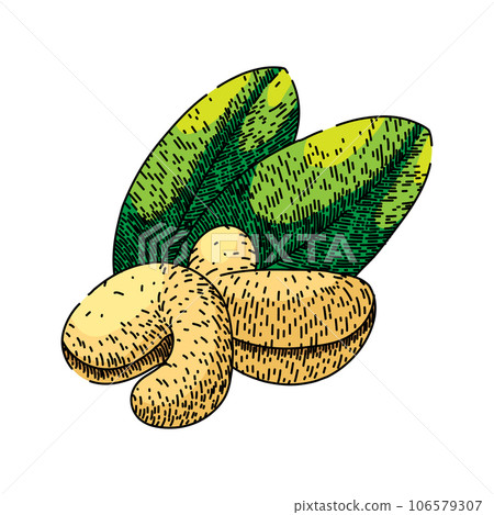 fruit cashew nut sketch hand drawn vector fruit cashew nut sketch hand drawn vector 106579307