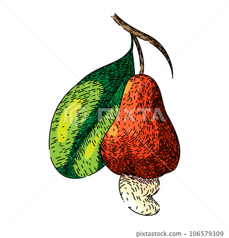 snack cashew nut sketch hand drawn vector snack cashew nut sketch hand drawn vector 106579309