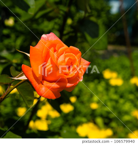 Scarlet rose against the backdrop of a summer garden. 106579940