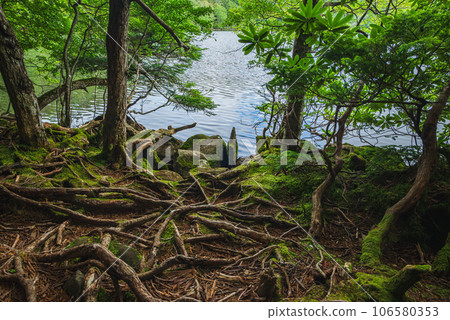 紮根於大地而生存的樹木的生命力【白駒池】 106580353