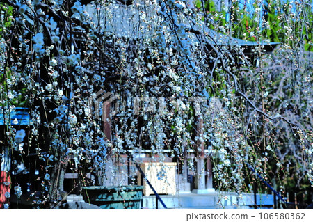 Plum blossoms at Umenoki Tenjin Shrine, Kawaguchi City - Scenery of blue sky, plum blossoms and shrine 106580362