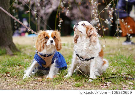 cavalier king charles spaniel and plum cavalier king charles spaniel and plum 106580699