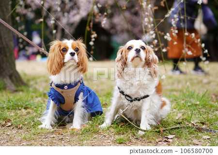 cavalier king charles spaniel and plum cavalier king charles spaniel and plum 106580700